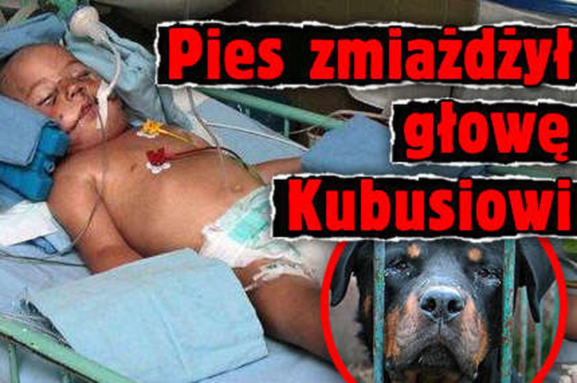 Pies zmiażdżył głowę Kubusiowi