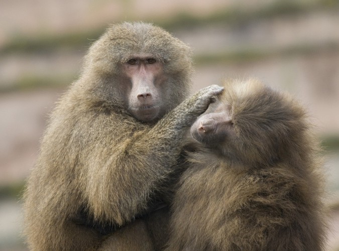 Zwierzęta z nowojorskiego zoo