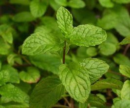 754827-mint-leafs-2-d0000009A76b246dbc94d