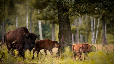 Kontrola odstrzału żubrów w Puszczy Boreckiej