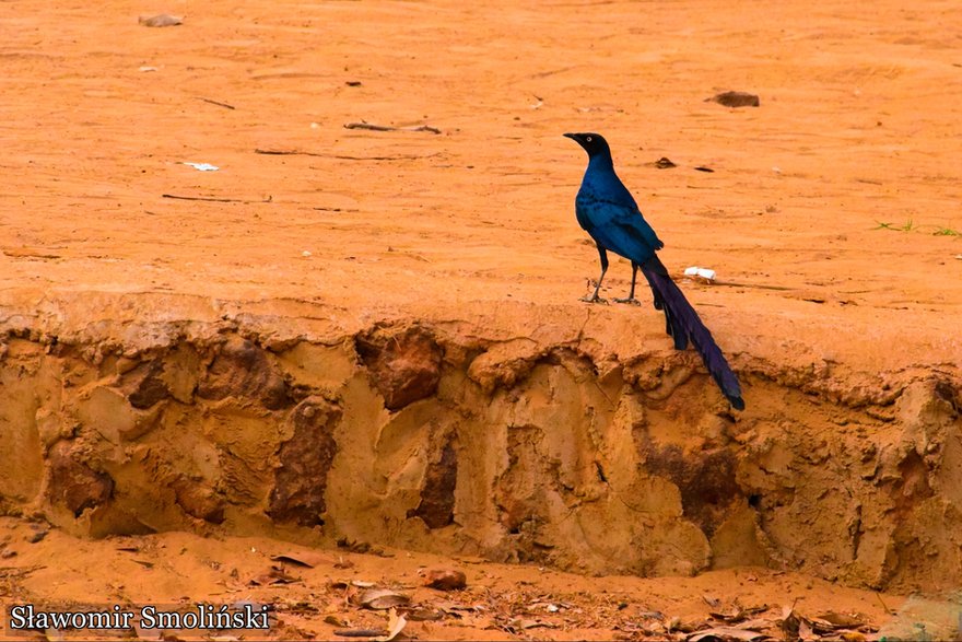 Rzeka Gambia