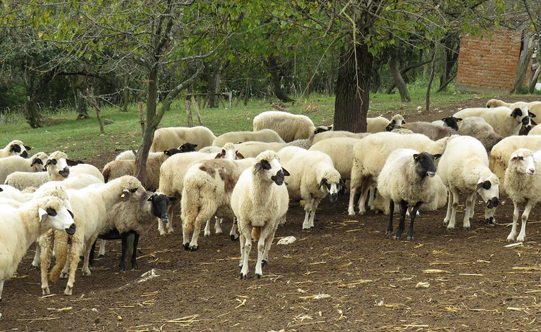 Plan je da na farmi u leliću jednog dana imaju 1.000 grla