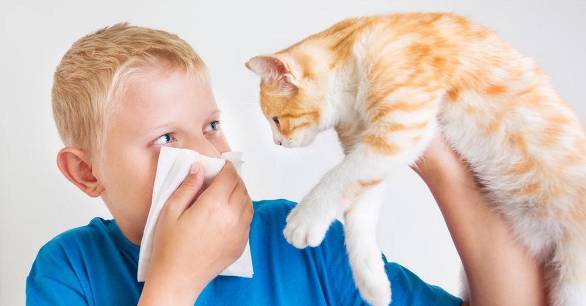 Alergia Na Kota Objawy Leczenie