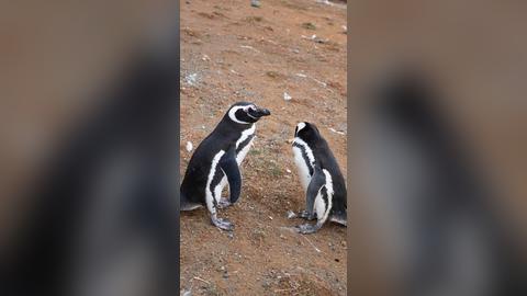 Podróże w Naturze 🌿 blog podróżniczy ·natura ·Ameryka Południowa on Instagram: "Jak nie kochać pingwinów, no powiedzcie?! 🐧 Jeśli też...