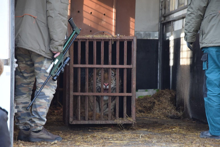 Zoo broni się w sprawie uratowanych tygrysów