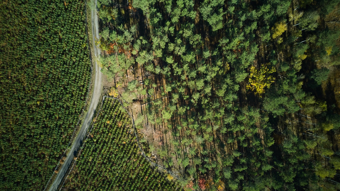 Čína v provincii Che-pej dopestovala najväčší umelý les sveta.