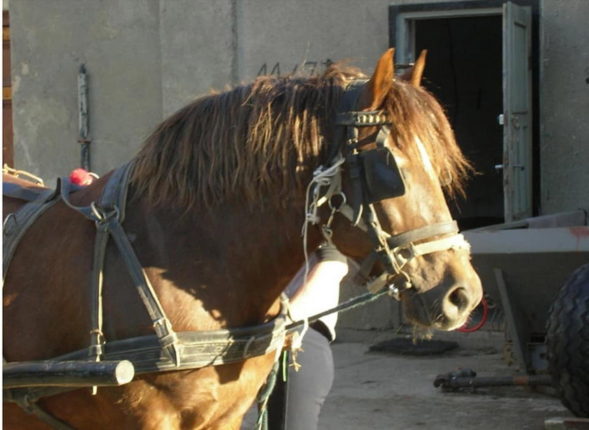 Koń przepracował 16 lat i odmówiono mu emerytury 