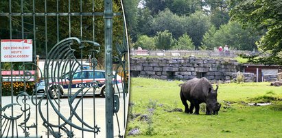 Horror w zoo. Nosorożec zabił kobietę. Jej mąż walczy o życie