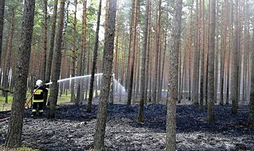 Wpadli podpalacze lasów 