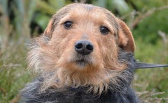 Dale czeka, by zabrać go ze schroniska. 'Fajny 3,5 letni uparciuszek'