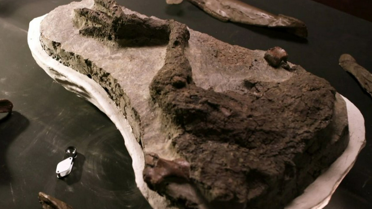 Naukowcy odkryli skamielinę dinozaura, który zginął w wyniku uderzenia asteroidy