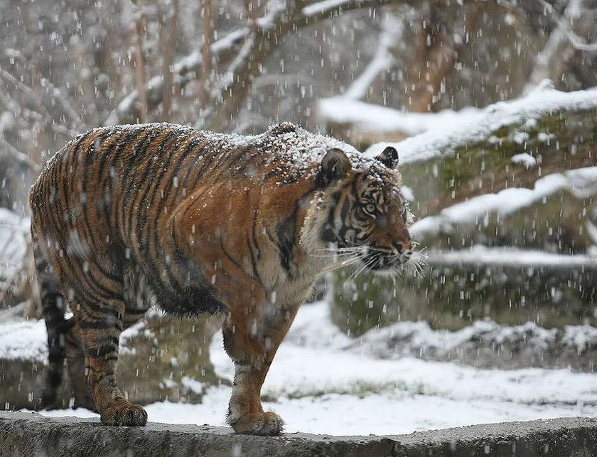 Warszawa, zoo, tygrys, śnieg