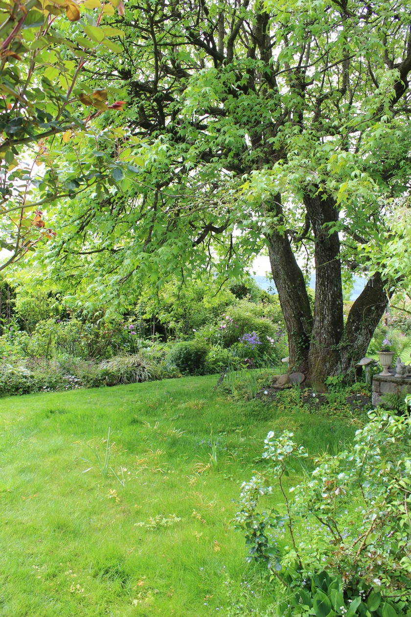 Le liquidambar au centre du jardin est le seul arbre qui existait déjà au temps du jardin d’origine. «Il apporte de l’ombre», dit Margrit.
