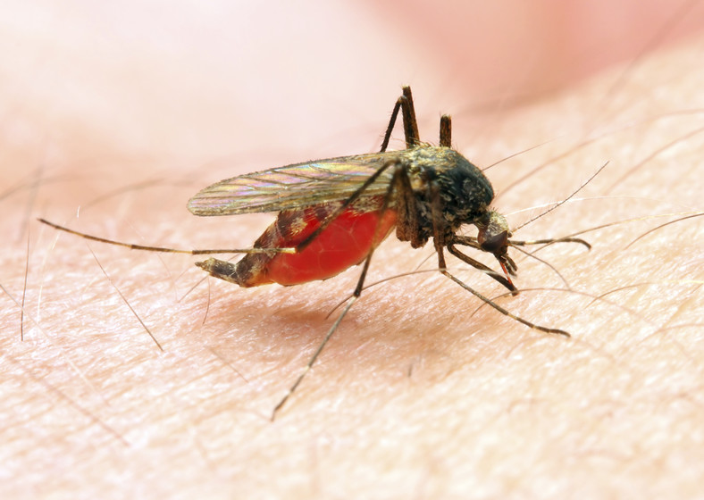 Malarię roznoszą komary