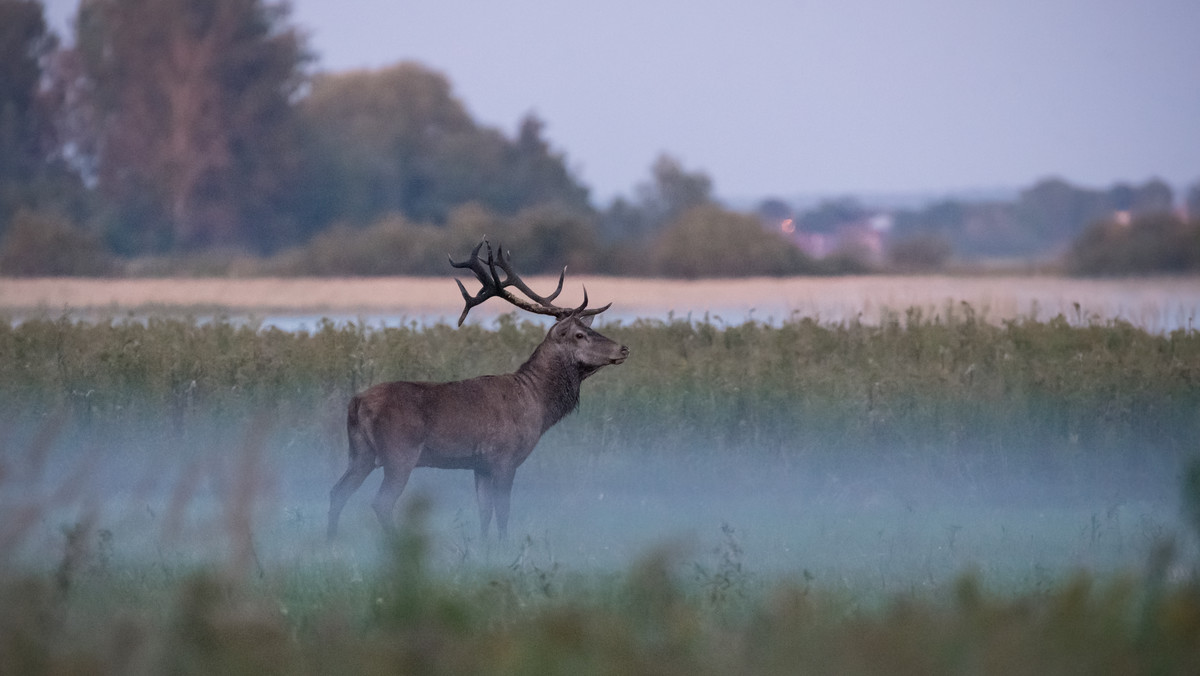 Niezwykłe nagranie jelenia w tatrzańskim stawie