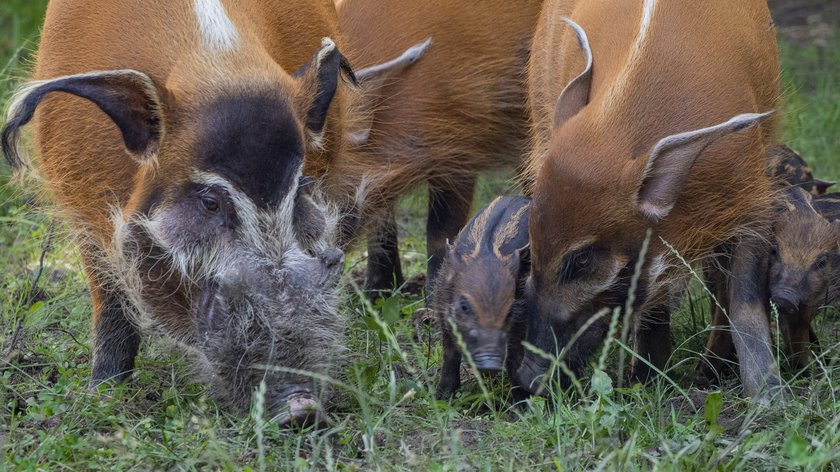 Rodzinka świnek rzecznych w chorzowskim zoo powiększyła się o 8 maluchów