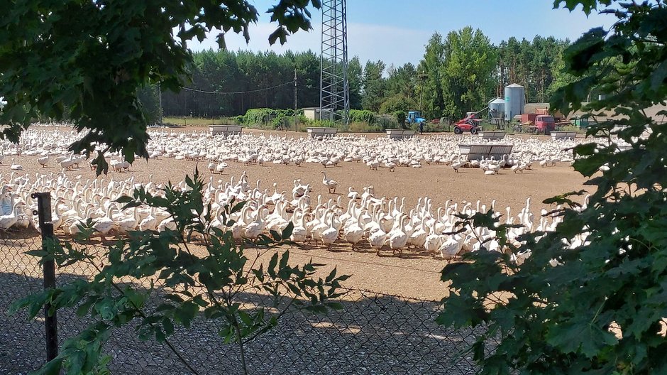 Stado gęsi w gm. Turośń Kościelna