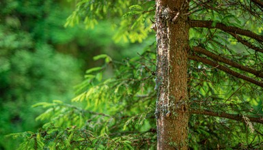 Czy można wyciąć sosnę bez zezwolenia na własnej działce w styczniu 2026? Jakie drzewa można wyciąć bez pozwolenia?