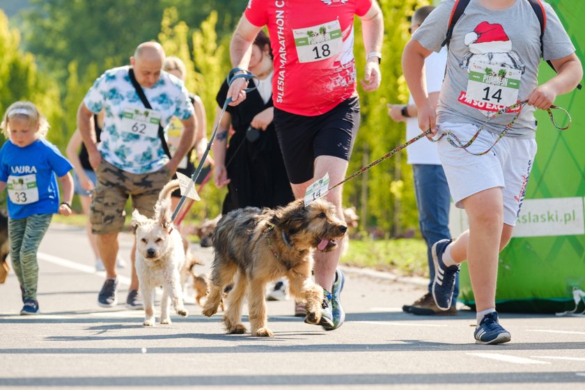 Psi Maraton po raz pierwszy zorganizowano w Parku Śląskim