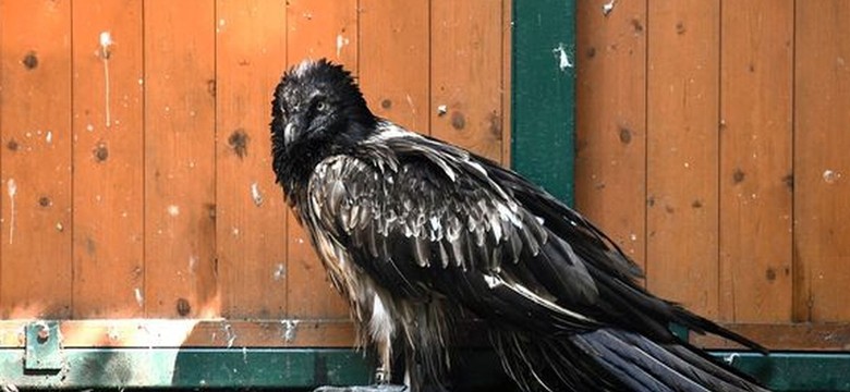 Najbardziej niebezpieczny ptak na świecie odwiedził Polskę. Wiemy, co się z nim dzieje