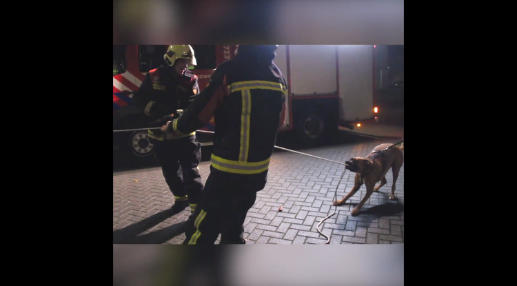 Elképesztő! Egy kutya beállt segíteni a tűzoltóknak – VIDEÓ