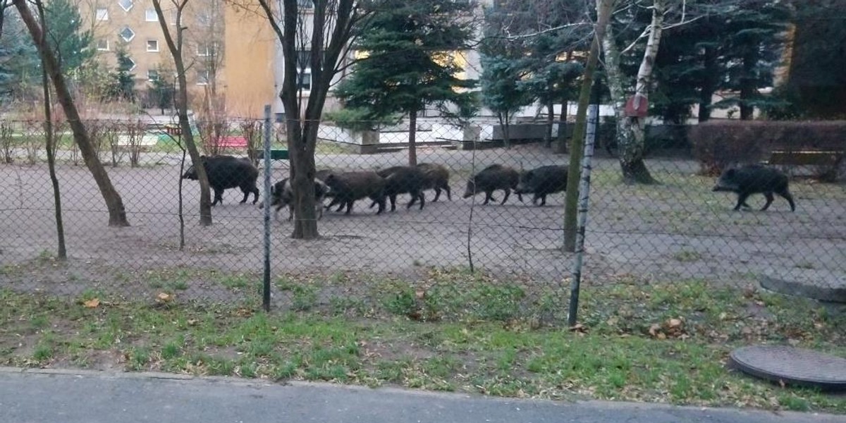 Poznań: dziki w przedszkolnym ogródku. Jeden był agresywny