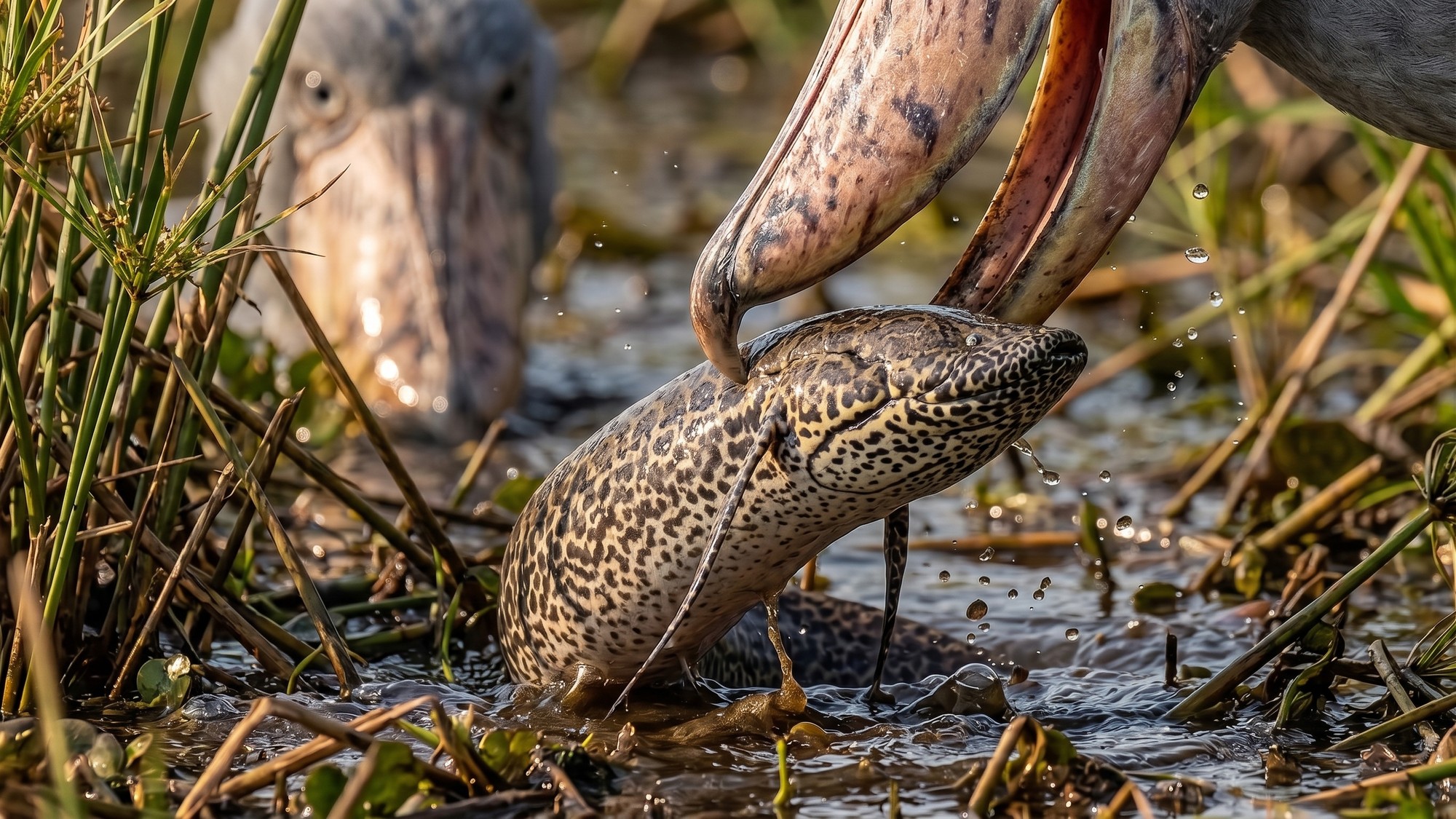 Dvojdyšníky patria medzi dôležitú korisť člnozobca kráľovského a dokážu prežívať aj vo vodách s veľmi nízkym obsahom kyslíka. (Ilustračný obrázok)