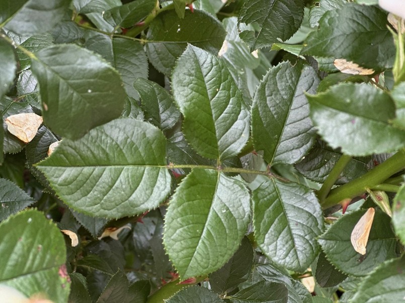 W którym miejscu przyciąć róże po kwitnięciu? Właściwy liść liczy 5 podlistków