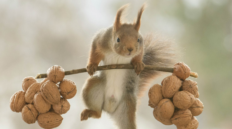 Dióból készült súlyzóval egyensúlyozott az apró mókus, a jelek szerint jó erőben van a kis rágcsáló/Fotó: Profimedia