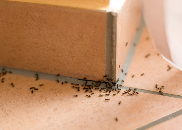 Wśród różnych insektów, takich jak karaluchy, mole, muchy, pchły i pluskwy, mrówki są jednymi z najczęstszych gości naszych domów