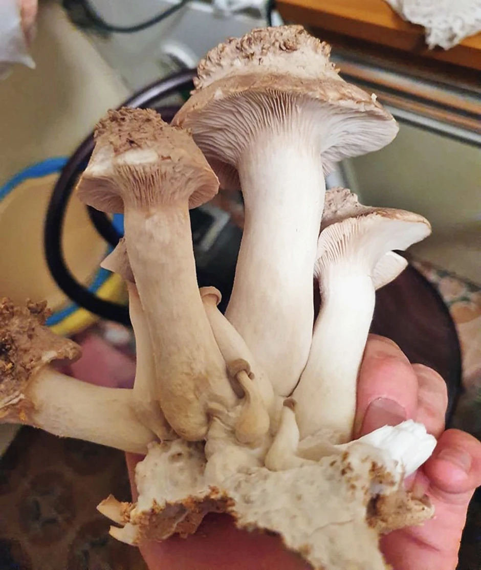 Kraljevska bukovača 