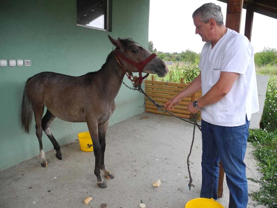 Veterinar sa ždrebetom