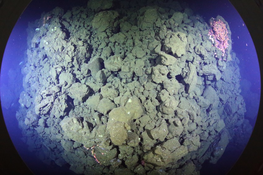 Foto: © ROV-Team, GEOMAR Helmholtz Centre for Ocean Research Kiel

