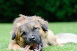 The FDA is warning dog owners not to buy bone treats after 15 dogs reportedly died