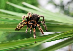 Tarantula pauk