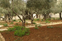 Galeria Izrael - Jerozolima - Via Dolorosa, obrazek 4