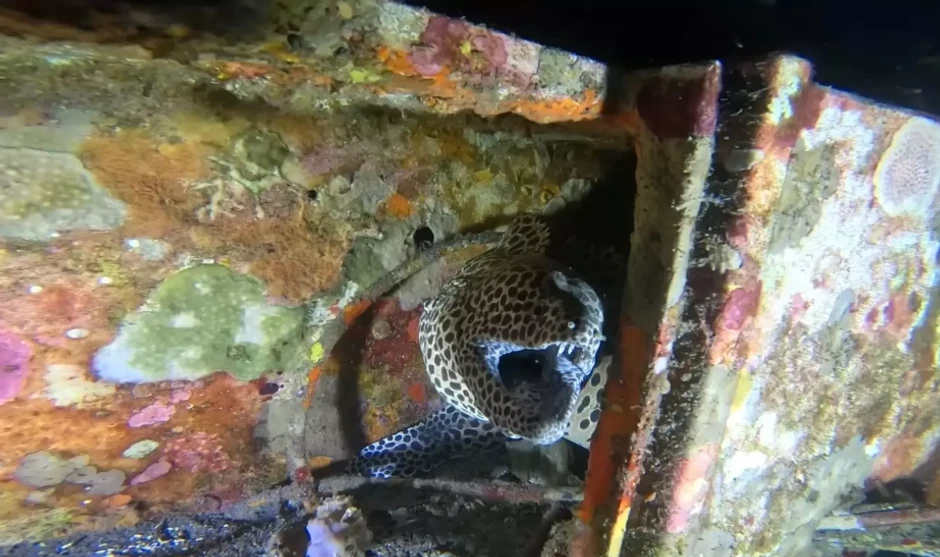 Honeycomb moray