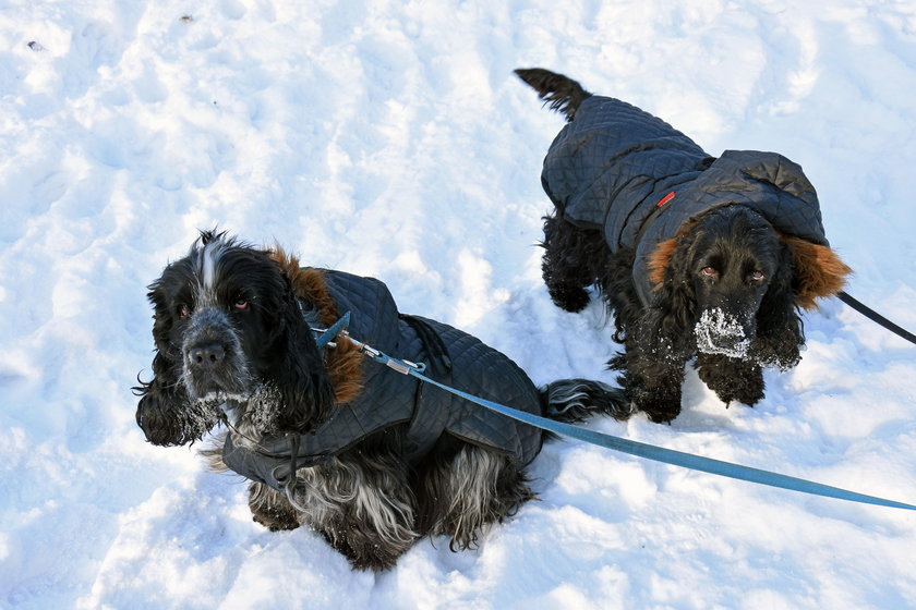 Psy w zimowych ubrankach