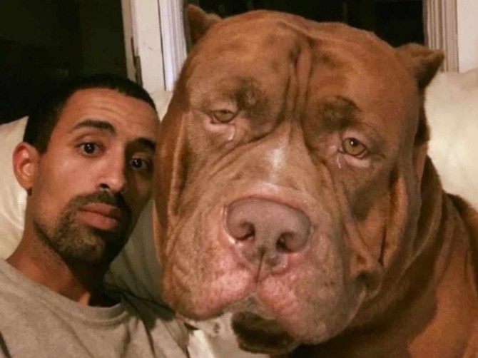 Hulk je najveći pitbul na svetu