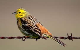 radosny-quiz-z-polskich-ptakow-2020-tylko-dla-orlow