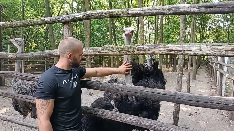 Kada je pretoplo nojevi i emui obožavaju da ih prskaju vodom