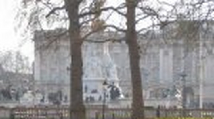 Magyar nárcisz a Buckingham-palotában