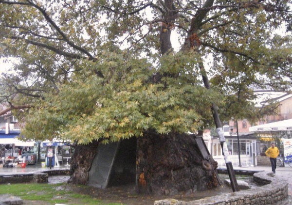 Najstarsze drzewo na Bałkanach