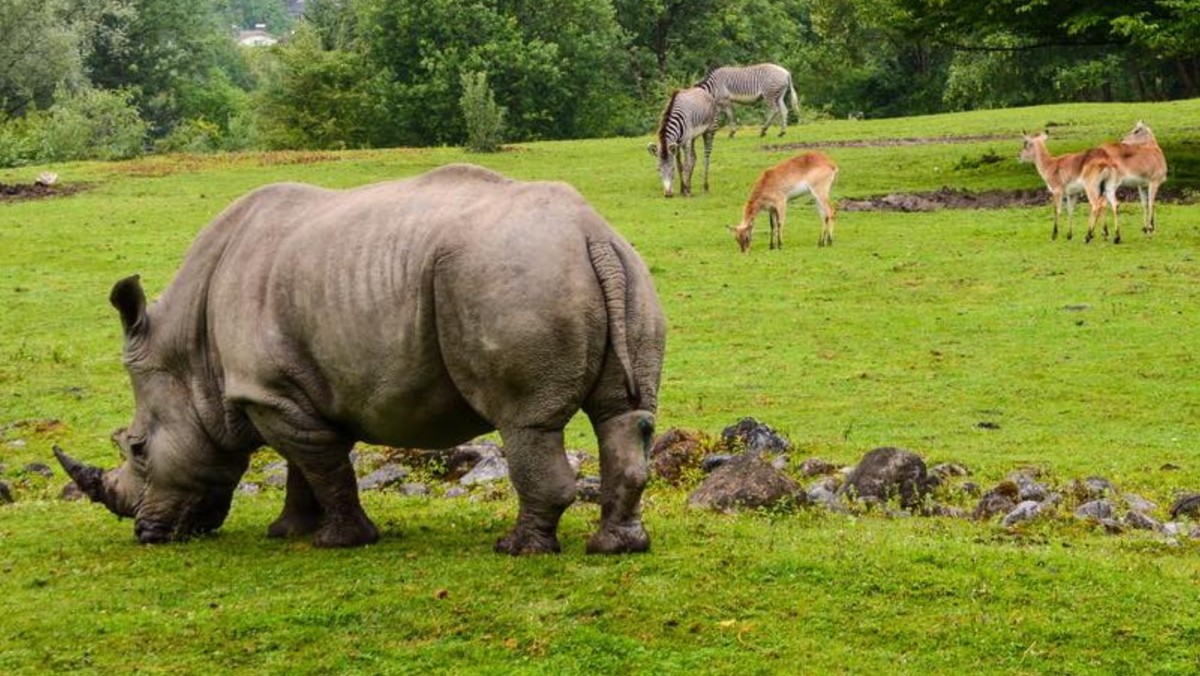 Tragedia w zoo. Nosorożec stratował opiekunów