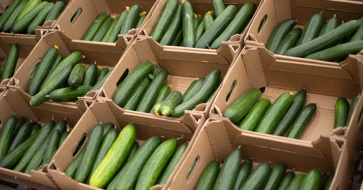Warzywa z Rosji zalewają Polskę i zagrażają polskim producentom