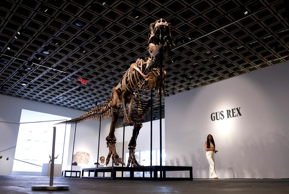 Skelet tiranosaurus reksa „Gas“