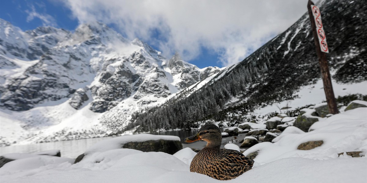 Kaczka, mieszkanka Morskiego Oka. Tatry, 25 kwietnia 2024 r. 