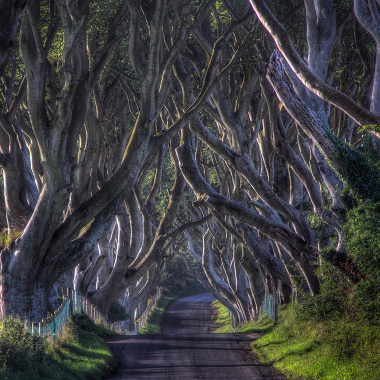 The Dark Hedges