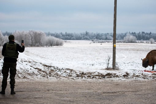 Żubr przy siedzibie Straży Granicznej w Białowieży