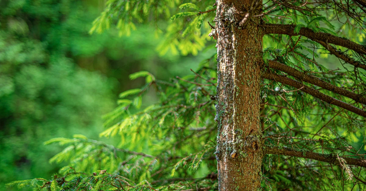 Czy można wyciąć sosnę bez zezwolenia 2025? Jakie drzewa można wyciąć bez pozwolenia na własnej działce?
